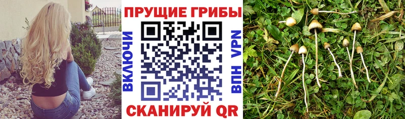 Галлюциногенные грибы мухоморы  Устюжна 
